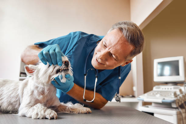 Professional Emergency Dental Service in WA